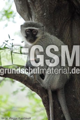 Grüne Meerkatzen (9 von 67).jpg